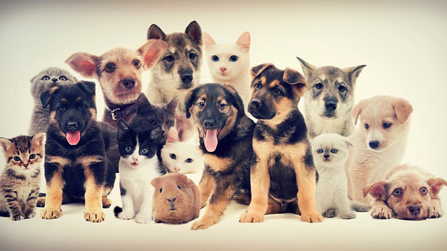 group of dogs and cats