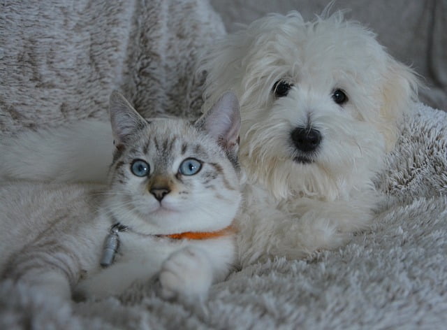 perro y gato