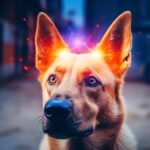 Intelligenzhund