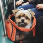 bolsa de transporte para perros pequeños