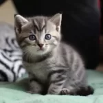 chaton-européen