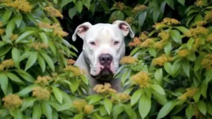 dogue argentin face