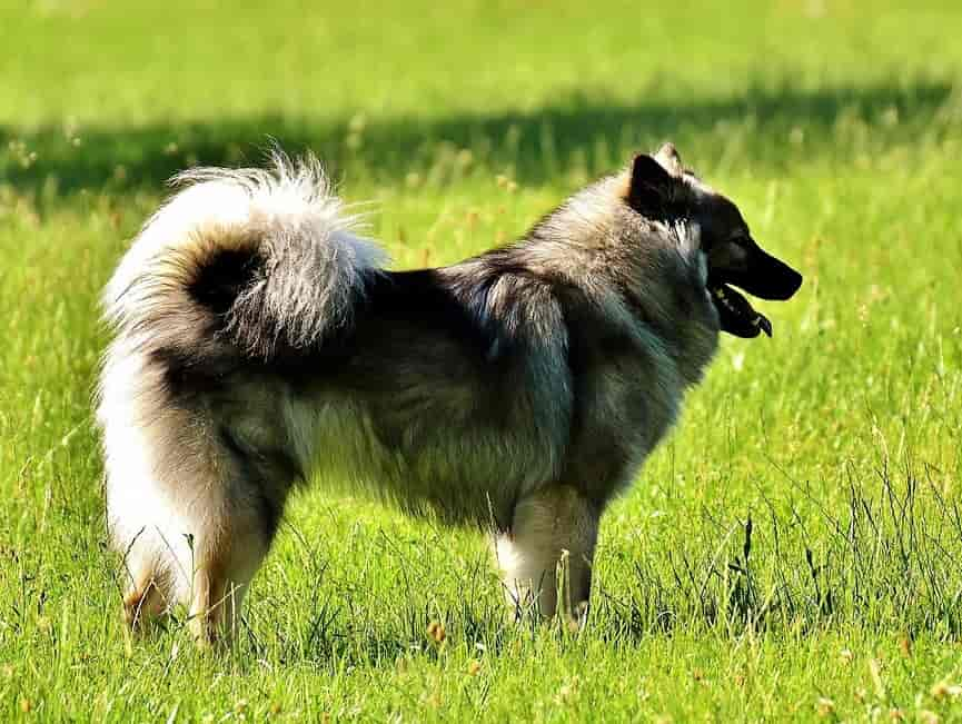 perro eurasier en el verdor