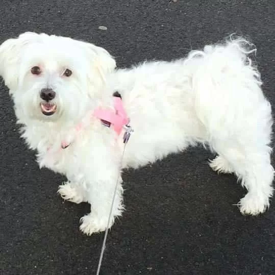 Bichon maltais