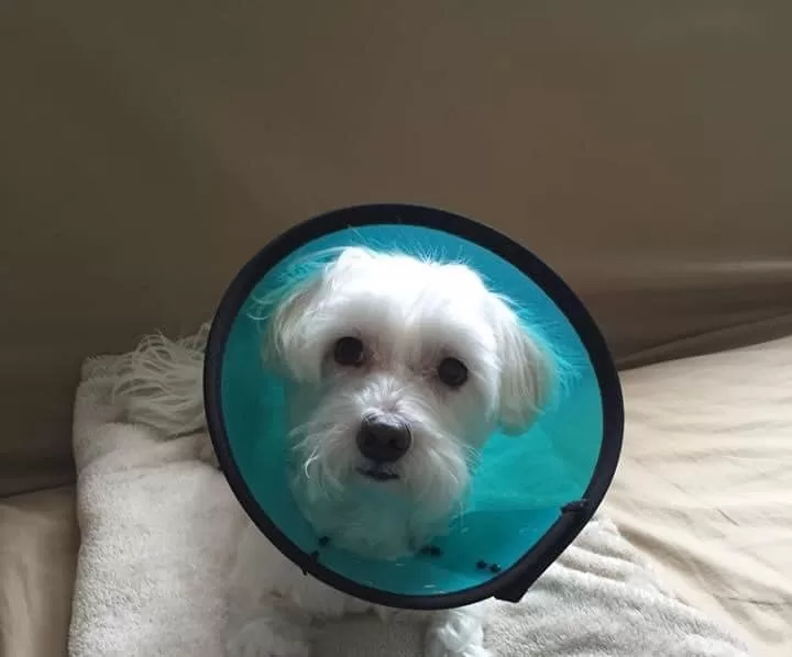 Stérilisation d'un chien, collier isolant