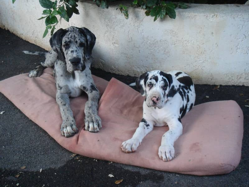 Dogue allemand