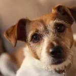 cinema dog, Uggie, dog the Artist, Jack Russell terrier